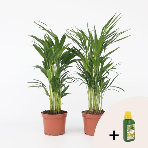 7428476581237 - Plant in a Box - Goldfruchtpalme - 2 Stk - Dypsis lutescens - Höhe 60-70cm - Topf 17cm 7428476581237 - Plant in a Box - Goldfruchtpalme - 2 Stk - Dypsis lutescens - Höhe 60-70cm - Topf 17cm