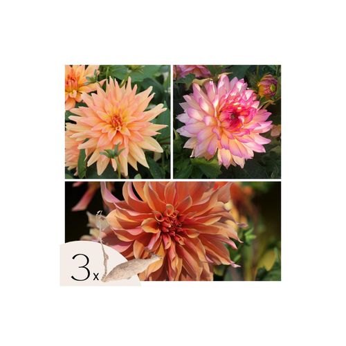 8721278900138 - Plant in a Box - Dahlien - 3er Set - Dahlia Labyrinth Labyrint Twotone - Dahlienknollen 8721278900138 - Plant in a Box - Dahlien - 3er Set - Dahlia Labyrinth Labyrint Twotone - Dahlienknollen