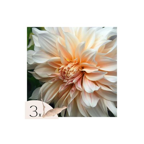 8721278900053 - Plant in a Box - Dahlien - 3er Set - Dahlia Cafe au Lait XXL - Dahlienknollen - Mehrfarbig 8721278900053 - Plant in a Box - Dahlien - 3er Set - Dahlia Cafe au Lait XXL - Dahlienknollen - Mehrfarbig