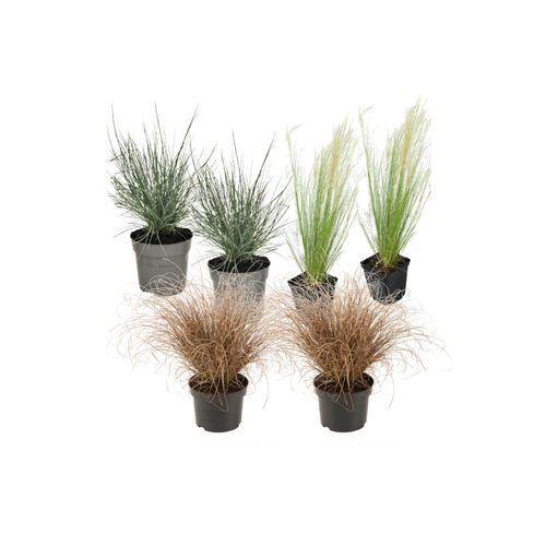 7428472878058 - Plant in a Box - Ziergras-Set - 6 Stk - Stipa Festuca Carex - Höhe 15-25cm - Topf 11cm 7428472878058 - Plant in a Box - Ziergras-Set - 6 Stk - Stipa Festuca Carex - Höhe 15-25cm - Topf 11cm