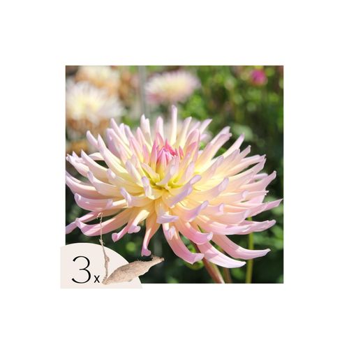 8721278900046 - Plant in a Box - Dahlien - 3er Set - Dahlia Cabanna Banana - Dahlienknollen - Rosa Gelbe Blüten 8721278900046 - Plant in a Box - Dahlien - 3er Set - Dahlia Cabanna Banana - Dahlienknollen - Rosa Gelbe Blüten