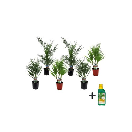 7428477882371 - Plant in a Box - Gartenpalmen - 6 Stk - PhoenixChamaeropsWashingtonia - Höhe 50-70cm - Topf 15cm