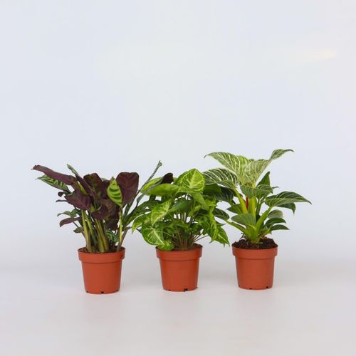 7428476247386 - Plant in a Box - Zimmerpflanzen-Mix - 3 Stk - Höhe 25-40cm - Topf 12cm