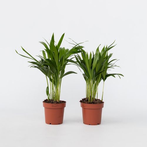 7428475675272 - Plant in a Box - Goldfruchtpalme - 2 Stk - Dypsis lutescens - Höhe 30-45cm - Topf 12cm 7428475675272 - Plant in a Box - Goldfruchtpalme - 2 Stk - Dypsis lutescens - Höhe 30-45cm - Topf 12cm