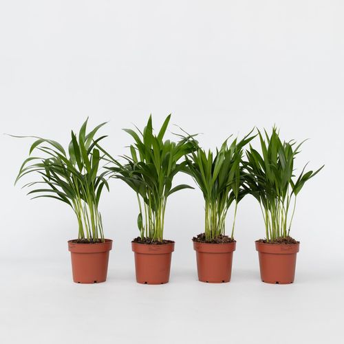 7428477543562 - Plant in a Box - Goldfruchtpalme - 4 Stk - Dypsis lutescens - Höhe 30-45cm - Topf 12cm 7428477543562 - Plant in a Box - Goldfruchtpalme - 4 Stk - Dypsis lutescens - Höhe 30-45cm - Topf 12cm