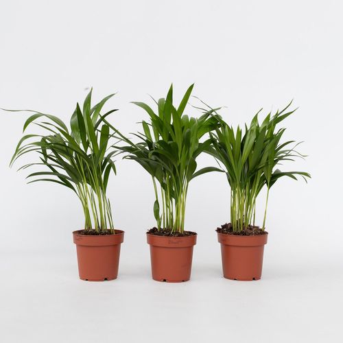 7442924128188 - Plant in a Box - Goldfruchtpalme - 3 Stk - Dypsis lutescens - Höhe 30-45cm - Topf 12cm 7442924128188 - Plant in a Box - Goldfruchtpalme - 3 Stk - Dypsis lutescens - Höhe 30-45cm - Topf 12cm