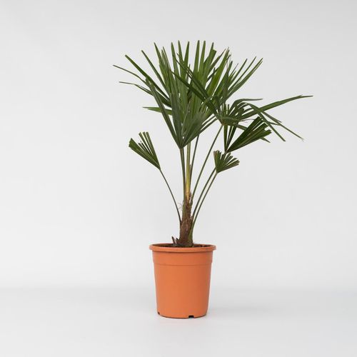 7428475031382 - Plant in a Box - Chinesische Hanfpalme - 2 Stk - Trachycarpus Fortunei - Höhe 65-75cm - Topf 21cm 7428475031382 - Plant in a Box - Chinesische Hanfpalme - 2 Stk - Trachycarpus Fortunei - Höhe 65-75cm - Topf 21cm