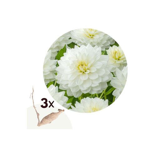 6097223212222 - Plant in a Box - Dahlien - 3er Set - Dahlia White Perfection - Dahlienknollen - Weiße Blüten 6097223212222 - Plant in a Box - Dahlien - 3er Set - Dahlia White Perfection - Dahlienknollen - Weiße Blüten