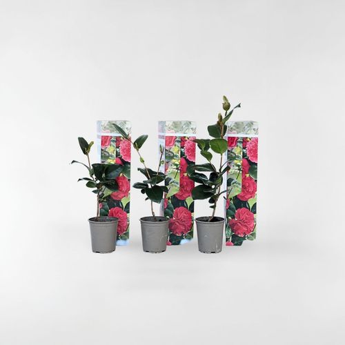 7428471157512 - Plant in a Box - Japanische Rose - 3 Stk - Camellia japonica Lady Campbell - Höhe 25-40cm - Topf 9cm 7428471157512 - Plant in a Box - Japanische Rose - 3 Stk - Camellia japonica Lady Campbell - Höhe 25-40cm - Topf 9cm