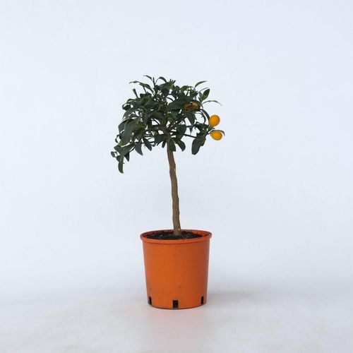 7428476466893 - Plant in a Box - Zitrusbaum - 2 Stk - Citrus microcarpa fortunella Kumquat - Höhe 50-60cm - Topf 19cm 7428476466893 - Plant in a Box - Zitrusbaum - 2 Stk - Citrus microcarpa fortunella Kumquat - Höhe 50-60cm - Topf 19cm