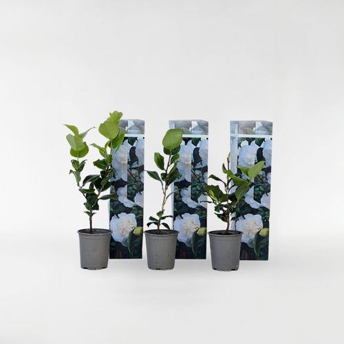 7428477138874 - Plant in a Box - Japanische Rose - 3 Stk - Camellia japonica Brush Field - Höhe 25-40cm - Topf 9cm