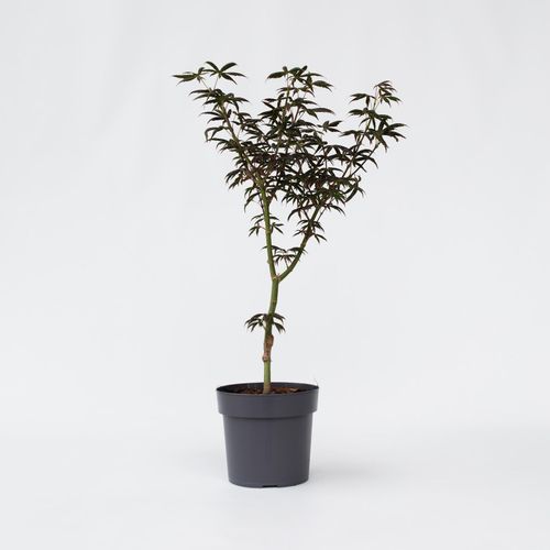 7428471537819 - Plant in a Box - Japanischer Ahorn - Acer palmatum Starfish - Höhe 60-70cm - Topf 19cm 7428471537819 - Plant in a Box - Japanischer Ahorn - Acer palmatum Starfish - Höhe 60-70cm - Topf 19cm