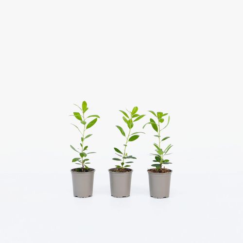 7428476785260 - Plant in a Box - Erdbeerpflanzen - 6 Stk - Arbutus Unedo - Höhe 25-40cm - Topf 9cm 7428476785260 - Plant in a Box - Erdbeerpflanzen - 6 Stk - Arbutus Unedo - Höhe 25-40cm - Topf 9cm
