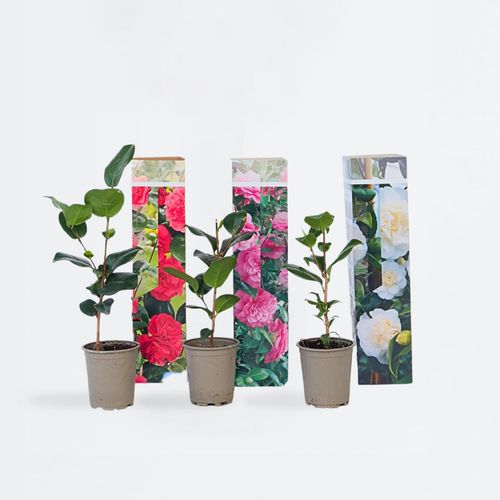 7442924146113 - Plant in a Box - Japanische Rose - 3 Stk - Camellia japonica - Höhe 25-40cm - Topf 9cm 7442924146113 - Plant in a Box - Japanische Rose - 3 Stk - Camellia japonica - Höhe 25-40cm - Topf 9cm