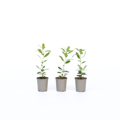 7428473275146 - Plant in a Box - Erdbeerpflanzen - 3 Stk - Arbutus Unedo - Höhe 25-40cm - Topf 9cm 7428473275146 - Plant in a Box - Erdbeerpflanzen - 3 Stk - Arbutus Unedo - Höhe 25-40cm - Topf 9cm