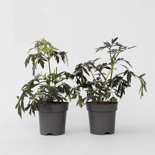7428478355515 - Plant in a Box - Holunder - 4 Stk - Sambucus nigra Black Lace - Höhe 25-40cm - Topf 17cm 7428478355515 - Plant in a Box - Holunder - 4 Stk - Sambucus nigra Black Lace - Höhe 25-40cm - Topf 17cm
