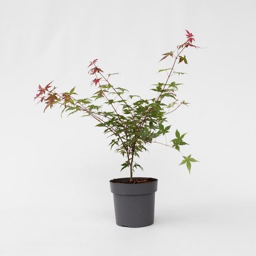 7428473102923 - Plant in a Box - Japanischer Ahorn - Acer palmatum Beni Maiko - Höhe 60-70cm - Topf 19cm 7428473102923 - Plant in a Box - Japanischer Ahorn - Acer palmatum Beni Maiko - Höhe 60-70cm - Topf 19cm