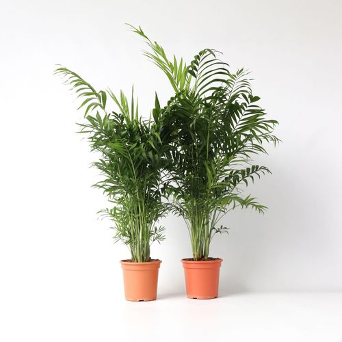6097231167125 - Plant in a Box - Bergpalme - 2 Stk - Chamaedorea elegans - Höhe 80-90cm - Topf 20cm 6097231167125 - Plant in a Box - Bergpalme - 2 Stk - Chamaedorea elegans - Höhe 80-90cm - Topf 20cm