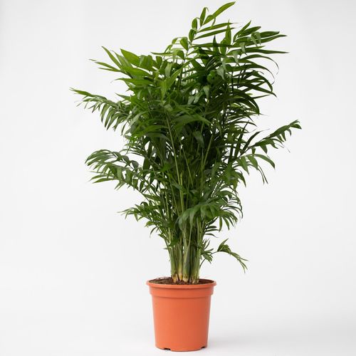 6097228145105 - Plant in a Box - Bergpalme - Chamaedorea elegans - Höhe 80-90cm - Topf 20cm 6097228145105 - Plant in a Box - Bergpalme - Chamaedorea elegans - Höhe 80-90cm - Topf 20cm