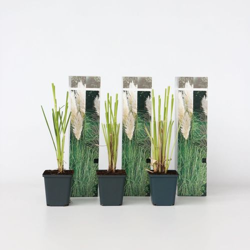7428470298568 - Plant in a Box - Pampasgräser - 6 Stk - Cortaderia selloana - Höhe 25-40cm - Topf 9cm 7428470298568 - Plant in a Box - Pampasgräser - 6 Stk - Cortaderia selloana - Höhe 25-40cm - Topf 9cm