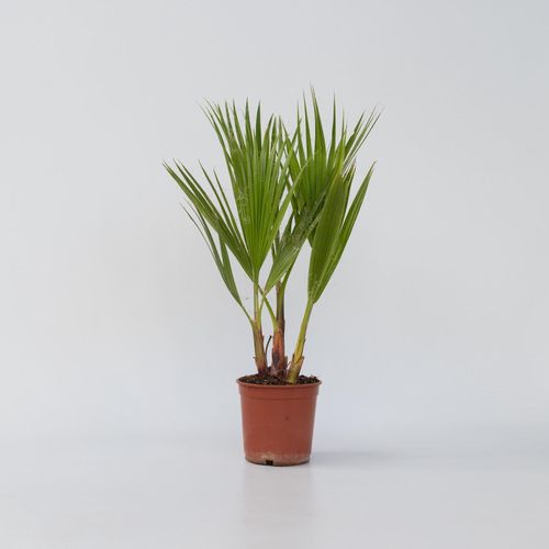 7428471132632 - Plant in a Box - Mexikanische Fächerpalme - Washingtonia robusta - Höhe 50-60cm - Topf 15cm