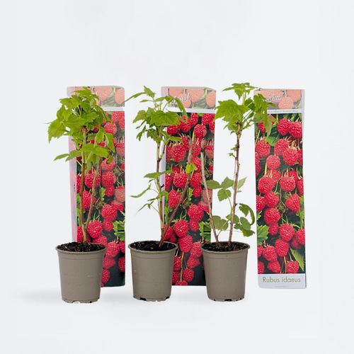 7428476247072 - Plant in a Box - Himbeerpflanzen - 6 Stk - Rubus ideaus Autumn Bliss - Höhe 25-40cm - Topf 9cm
