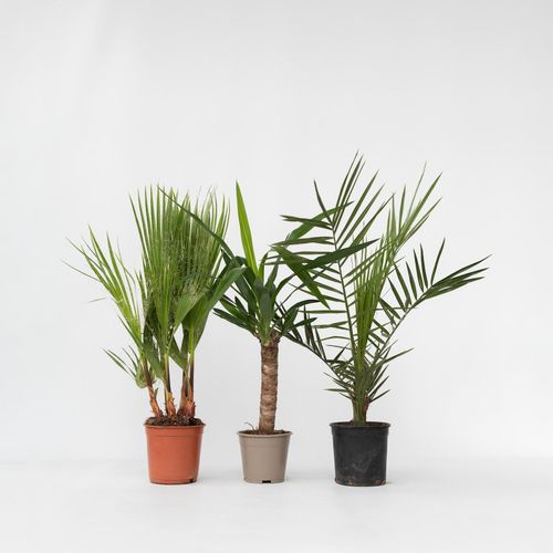 7428477317996 - Plant in a Box - Zimmerpalmen-Mix - 6 Stk - Indoor Palmmix - Höhe 50-70cm - Topf 14cm