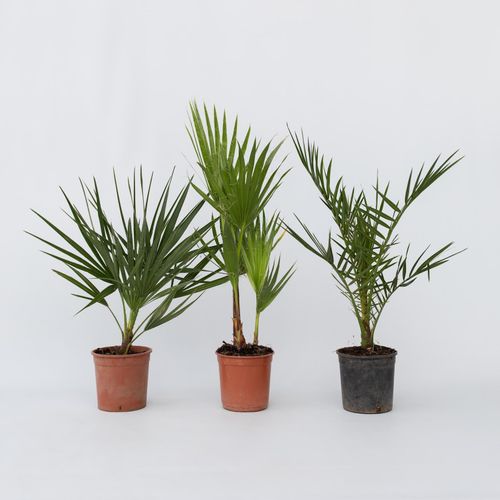 7428475166824 - Plant in a Box - Gartenpalmen - 6 Stk - PhoenixChamaeropsWashingtonia - Höhe 50-70cm - Topf 15cm 7428475166824 - Plant in a Box - Gartenpalmen - 6 Stk - PhoenixChamaeropsWashingtonia - Höhe 50-70cm - Topf 15cm