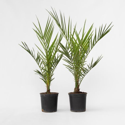 7428471689372 - Plant in a Box - Kanarische Dattelpalme - 4 Stk - Phoenix canariensis - Höhe 50-60cm - Topf 15cm 7428471689372 - Plant in a Box - Kanarische Dattelpalme - 4 Stk - Phoenix canariensis - Höhe 50-60cm - Topf 15cm