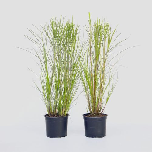7428471957433 - Plant in a Box - Chinaschilf Zebrinus - 2 Stk - Miscanthus Gracillimus - Höhe 40-60cm - Topf 23cm 7428471957433 - Plant in a Box - Chinaschilf Zebrinus - 2 Stk - Miscanthus Gracillimus - Höhe 40-60cm - Topf 23cm