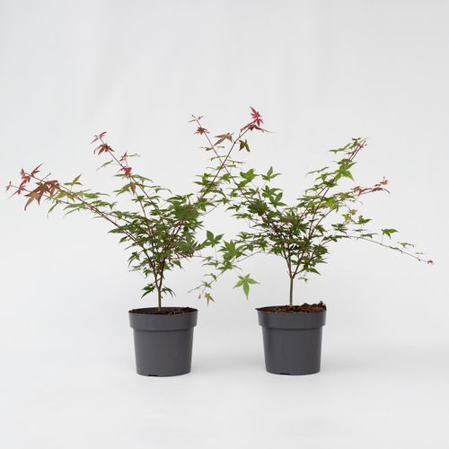 7442924132178 - Plant in a Box - Japanischer Ahorn - 2 Stk - Acer palmatum Beni Maiko - Höhe 60-70cm - Topf 19cm 7442924132178 - Plant in a Box - Japanischer Ahorn - 2 Stk - Acer palmatum Beni Maiko - Höhe 60-70cm - Topf 19cm