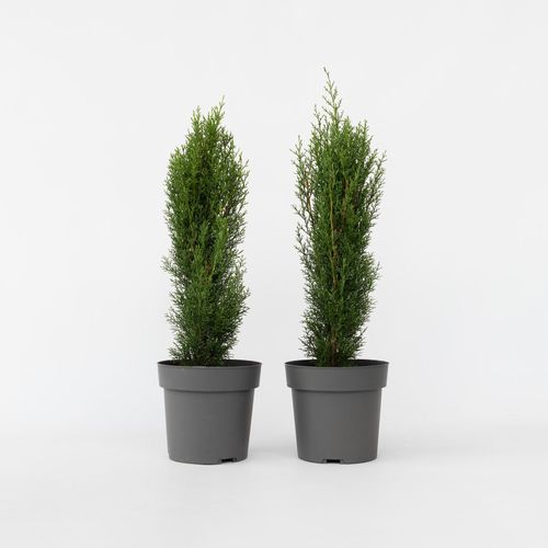 6097222253233 - Plant in a Box - Toskanische Zypresse - 2 Stk - Cupressus Totem - Höhe 60-80cm - Topf 19cm