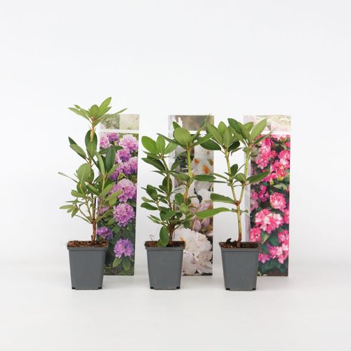 7442924146106 - Plant in a Box - Rhododendren - 3 Stk - Rhododendron catawbiense - Höhe 25-40cm - Topf 9cm 7442924146106 - Plant in a Box - Rhododendren - 3 Stk - Rhododendron catawbiense - Höhe 25-40cm - Topf 9cm