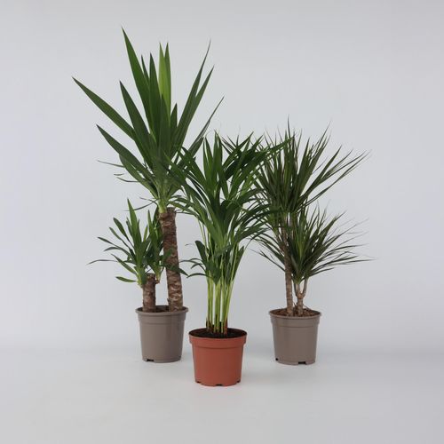 7428471582123 - Plant in a Box - Set aus großen Zimmerpalmen - 3 Stk - Indoor Palmmix XL - Höhe 70-90cm - Topf 17cm 7428471582123 - Plant in a Box - Set aus großen Zimmerpalmen - 3 Stk - Indoor Palmmix XL - Höhe 70-90cm - Topf 17cm