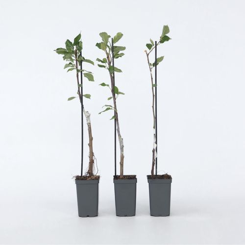 7428479091160 - Plant in a Box - Apfelbäume - 3 Stk - Malus - Höhe 60-70cm - Topf 9cm 7428479091160 - Plant in a Box - Apfelbäume - 3 Stk - Malus - Höhe 60-70cm - Topf 9cm
