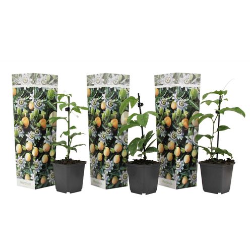 7442919526548 - Plant in a Box - Passionsblume - 3 Stk - Passiflora edulis Frederick - Höhe 25-40cm - Topf 9cm