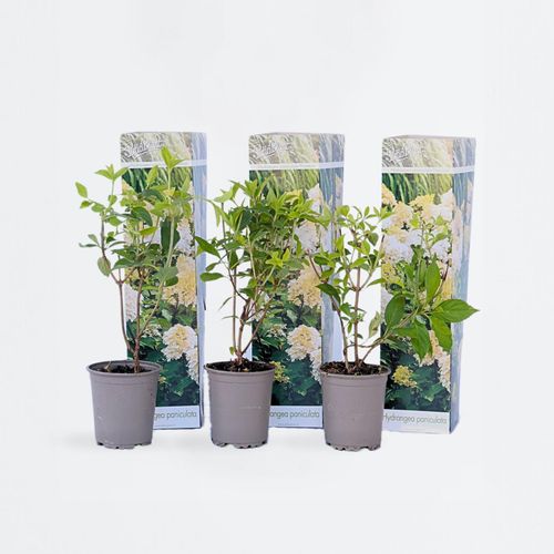 6097240066082 - Plant in a Box - Hortensie - 3 Stk - Hydrangea paniculata Phantom - Höhe 25-40cm - Topf 9cm 6097240066082 - Plant in a Box - Hortensie - 3 Stk - Hydrangea paniculata Phantom - Höhe 25-40cm - Topf 9cm
