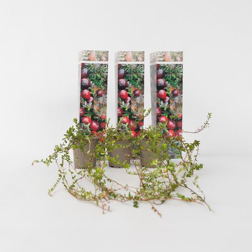 7428478188151 - Plant in a Box - Preiselbeere - 3 Stk - Vaccinium macrocarpon Cranberry - Höhe 10-20cm - Topf 9cm 7428478188151 - Plant in a Box - Preiselbeere - 3 Stk - Vaccinium macrocarpon Cranberry - Höhe 10-20cm - Topf 9cm