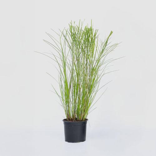 7428479180963 - Plant in a Box - Chinaschilf Zebrinus - Miscanthus sinensis Gracillimus - Höhe 40-60cm - Topf 23cm 7428479180963 - Plant in a Box - Chinaschilf Zebrinus - Miscanthus sinensis Gracillimus - Höhe 40-60cm - Topf 23cm