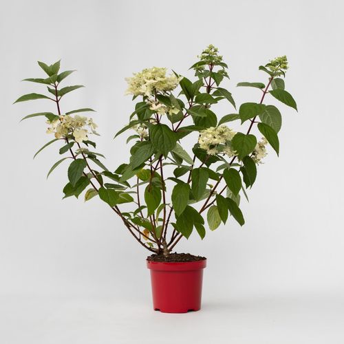 7442924137135 - Plant in a Box - Hortensie - Hydrangea paniculata Wims Red - Höhe 25-40cm - Topf 19cm 7442924137135 - Plant in a Box - Hortensie - Hydrangea paniculata Wims Red - Höhe 25-40cm - Topf 19cm