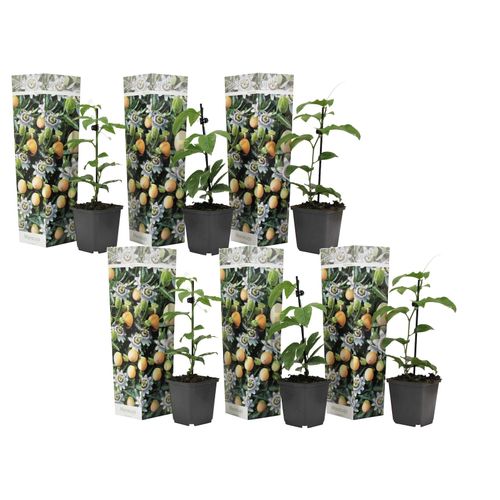 7428478598707 - Plant in a Box - Passionsblume - 6 Stk - Passiflora edulis Frederick - Höhe 25-40cm - Topf 9cm