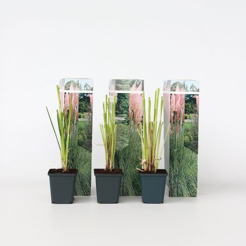 7428478798046 - Plant in a Box - Pampasgräser - 6 Stk - Cortaderia selloana - Höhe 25-40cm - Topf 9cm 7428478798046 - Plant in a Box - Pampasgräser - 6 Stk - Cortaderia selloana - Höhe 25-40cm - Topf 9cm