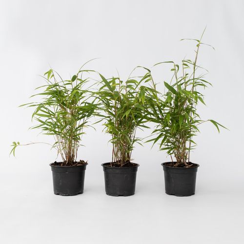 6097224172174 - Plant in a Box - Bambus - 3 Stk - Fargesia papyrifera Grex - Höhe 30-40cm - Topf 13cm 6097224172174 - Plant in a Box - Bambus - 3 Stk - Fargesia papyrifera Grex - Höhe 30-40cm - Topf 13cm