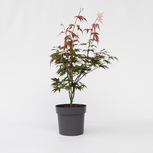 7428475327300 - Plant in a Box - Japanischer Ahorn - Acer palmatum Atropurpureum - Höhe 60-70cm - Topf 19cm 7428475327300 - Plant in a Box - Japanischer Ahorn - Acer palmatum Atropurpureum - Höhe 60-70cm - Topf 19cm