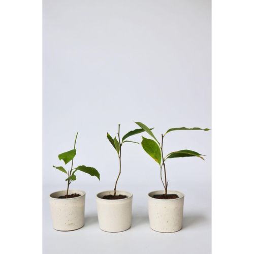 7428479707511 - Plant in a Box - Magnolie - 6 Stk - Magnolia - Höhe 25-40cm - Topf 9cm 7428479707511 - Plant in a Box - Magnolie - 6 Stk - Magnolia - Höhe 25-40cm - Topf 9cm