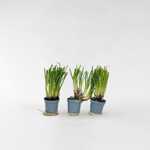 6097226047050 - Plant in a Box - Knobikraut - 6 Stk - Tulbaghia violacea - Höhe 15-25cm - Topf 9cm 6097226047050 - Plant in a Box - Knobikraut - 6 Stk - Tulbaghia violacea - Höhe 15-25cm - Topf 9cm