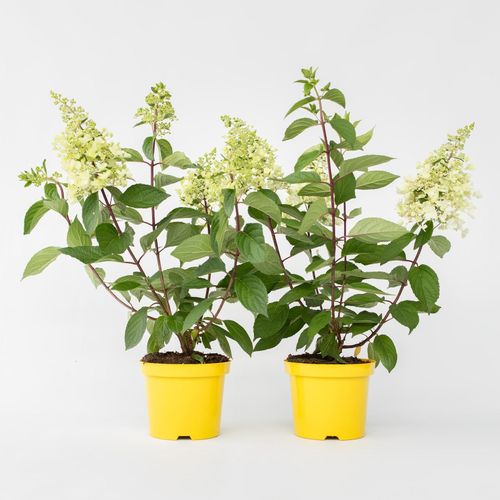6097249820869 - Plant in a Box - Hortensie - 2 Stk - Hydrangea paniculata Candlelight - Höhe 25-40cm - Topf 19cm 6097249820869 - Plant in a Box - Hortensie - 2 Stk - Hydrangea paniculata Candlelight - Höhe 25-40cm - Topf 19cm