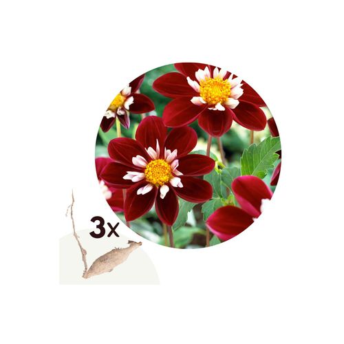 6097235573595 - Plant in a Box - Dahlien - 3er Set - Dahlia Mary Evelyn - Dahlienknollen - Rote Weiße Blüten 6097235573595 - Plant in a Box - Dahlien - 3er Set - Dahlia Mary Evelyn - Dahlienknollen - Rote Weiße Blüten
