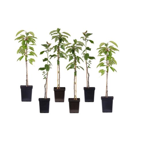 7428479812444 - Plant in a Box - Mischung Obstbüsche - 6 Stk - Sweet Pillar - Höhe 60-70cm - Topf 9cm 7428479812444 - Plant in a Box - Mischung Obstbüsche - 6 Stk - Sweet Pillar - Höhe 60-70cm - Topf 9cm