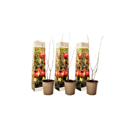 7428476928452 - Plant in a Box - Granatapfelbaum - 3 Stk - Punica granatum - Höhe 25-40cm - Topf 9cm 7428476928452 - Plant in a Box - Granatapfelbaum - 3 Stk - Punica granatum - Höhe 25-40cm - Topf 9cm